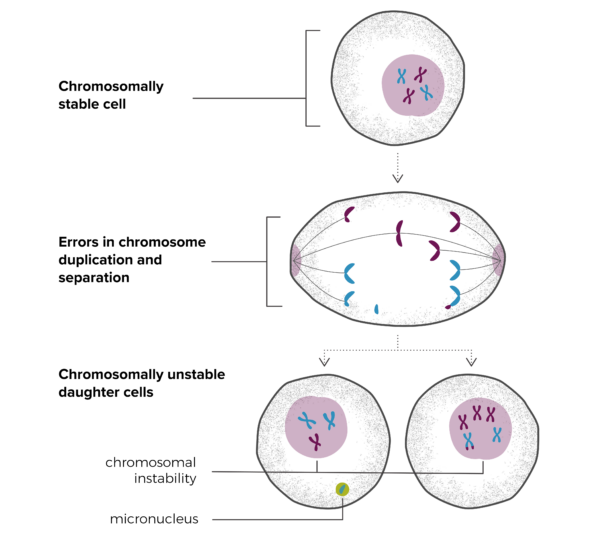 chromosomal instability graphic